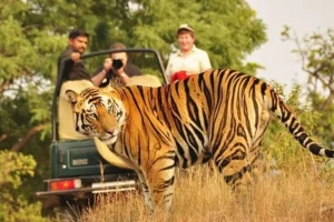Book Tiger Safari Tour in India for the Best Tiger Safari in India with Tiger Safari India